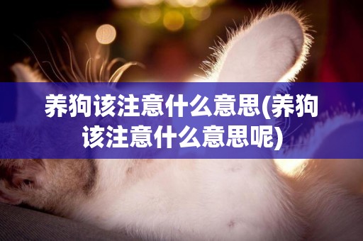 養狗該注意什么意思(養狗該注意什么意思呢)