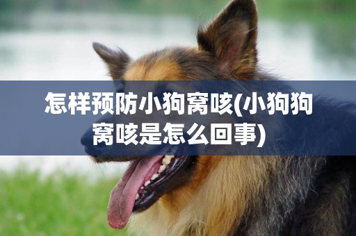 怎樣預防小狗窩咳(小狗狗窩咳是怎么回事)