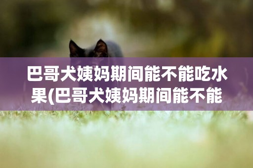 巴哥犬姨媽期間能不能吃水果(巴哥犬姨媽期間能不能吃水果干)