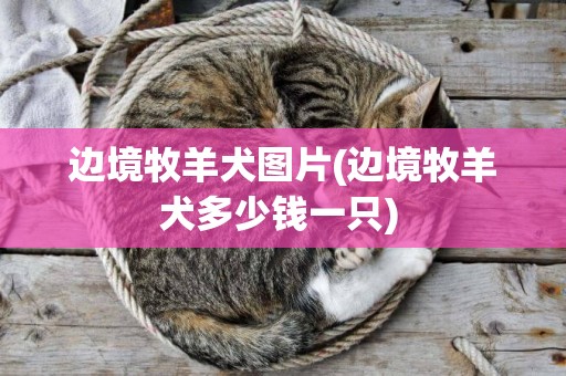 邊境牧羊犬圖片(邊境牧羊犬多少錢一只) 