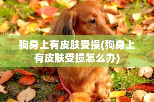 狗身上有皮膚受損(狗身上有皮膚受損怎么辦)