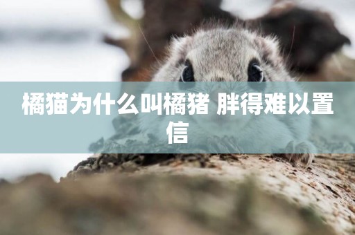 橘貓為什么叫橘豬 胖得難以置信