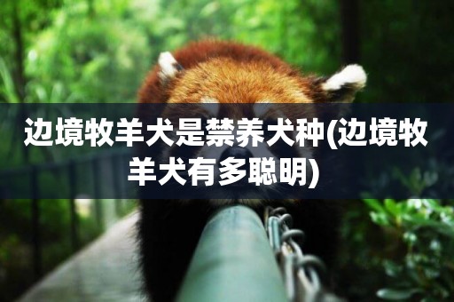 邊境牧羊犬是禁養犬種(邊境牧羊犬有多聰明) 