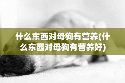 什么東西對母狗有營養(什么東西對母狗有營養好)