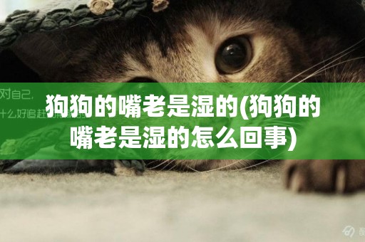 狗狗的嘴老是濕的(狗狗的嘴老是濕的怎么回事)