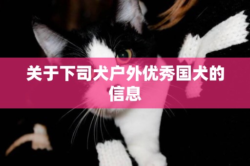 關于下司犬戶外優秀國犬的信息
