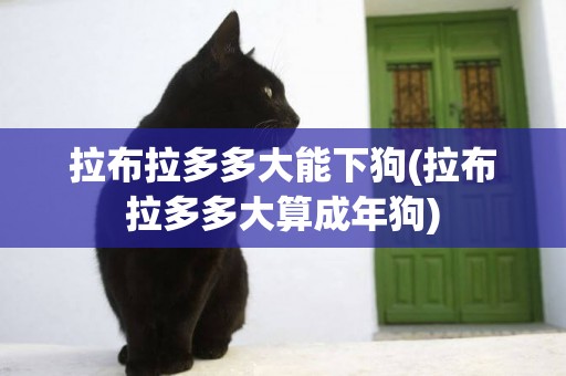 拉布拉多多大能下狗(拉布拉多多大算成年狗)