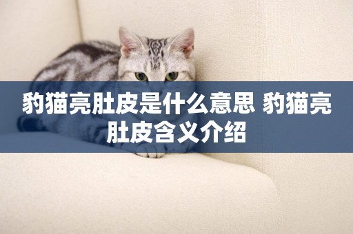 豹貓亮肚皮是什么意思 豹貓亮肚皮含義介紹