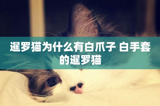 暹羅貓為什么有白爪子 白手套的暹羅貓
