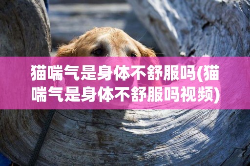 貓喘氣是身體不舒服嗎(貓喘氣是身體不舒服嗎視頻)