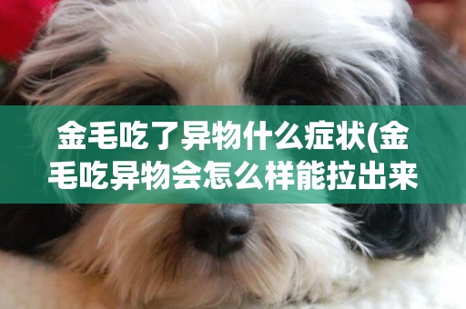 金毛吃了異物什么癥狀(金毛吃異物會怎么樣能拉出來)