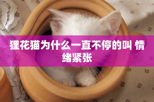 貍花貓為什么一直不停的叫 情緒緊張