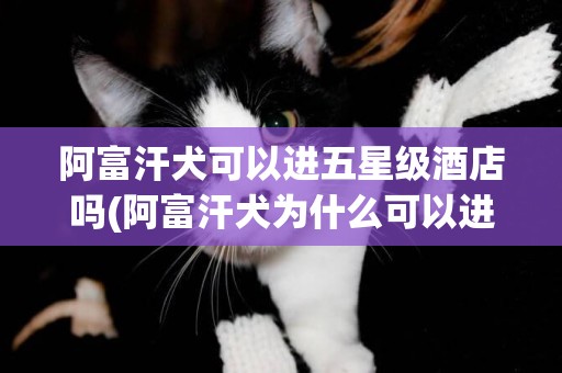 阿富汗犬可以進五星級酒店嗎(阿富汗犬為什么可以進五星級酒店)