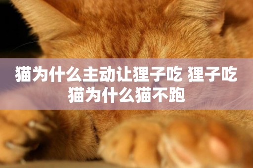 貓為什么主動讓貍子吃 貍子吃貓為什么貓不跑