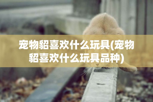 寵物貂喜歡什么玩具(寵物貂喜歡什么玩具品種)