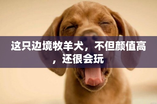 這只邊境牧羊犬，不但顏值高，還很會玩 