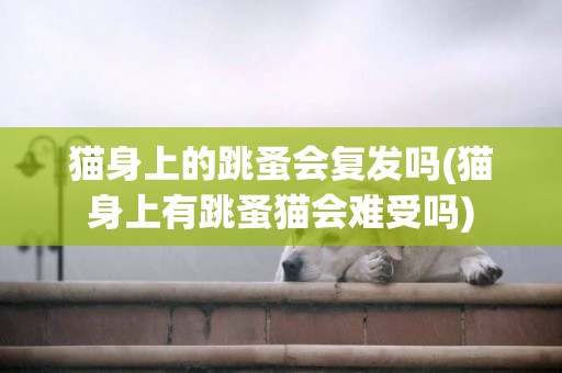 貓身上的跳蚤會復發嗎(貓身上有跳蚤貓會難受嗎)