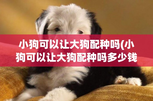 小狗可以讓大狗配種嗎(小狗可以讓大狗配種嗎多少錢)