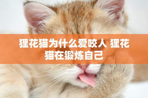 貍花貓為什么愛咬人 貍花貓在鍛煉自己