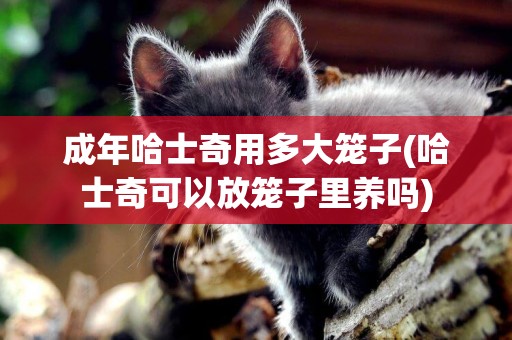 成年哈士奇用多大籠子(哈士奇可以放籠子里養嗎)