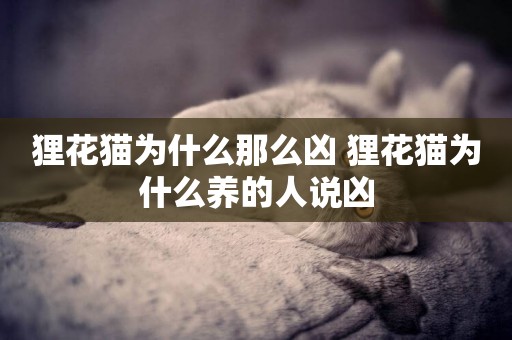 貍花貓為什么那么兇 貍花貓為什么養的人說兇