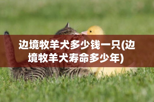 邊境牧羊犬多少錢一只(邊境牧羊犬壽命多少年) 