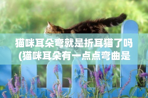 貓咪耳朵彎就是折耳貓了嗎(貓咪耳朵有一點點彎曲是折耳貓嗎)