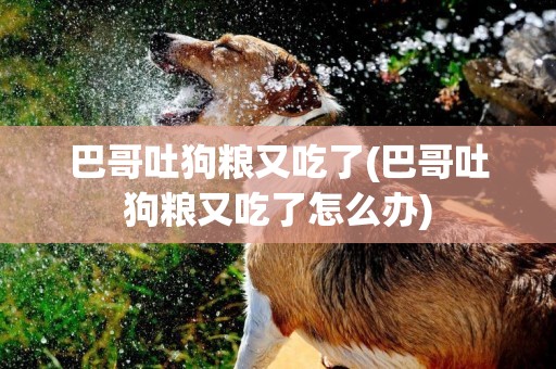 巴哥吐狗糧又吃了(巴哥吐狗糧又吃了怎么辦)