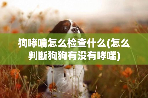 狗哮喘怎么檢查什么(怎么判斷狗狗有沒有哮喘)