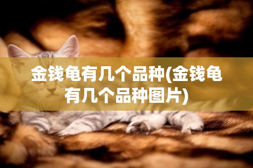金錢龜有幾個品種(金錢龜有幾個品種圖片)