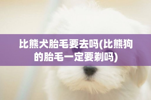 比熊犬胎毛要去嗎(比熊狗的胎毛一定要剃嗎)