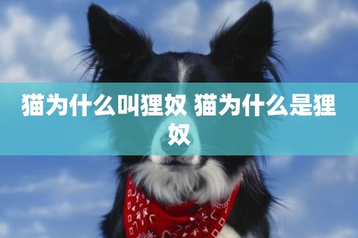 貓為什么叫貍奴 貓為什么是貍奴