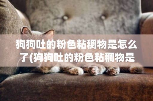 狗狗吐的粉色粘稠物是怎么了(狗狗吐的粉色粘稠物是怎么了吃什么藥)
