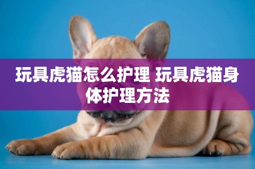 玩具虎貓怎么護理 玩具虎貓身體護理方法