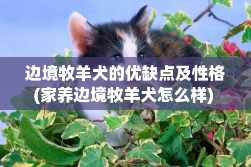 邊境牧羊犬的優缺點及性格(家養邊境牧羊犬怎么樣) 