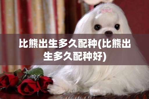 比熊出生多久配種(比熊出生多久配種好)
