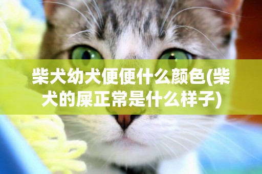 柴犬幼犬便便什么顏色(柴犬的屎正常是什么樣子)