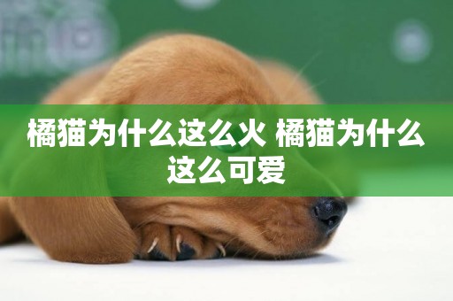 橘貓為什么這么火 橘貓為什么這么可愛