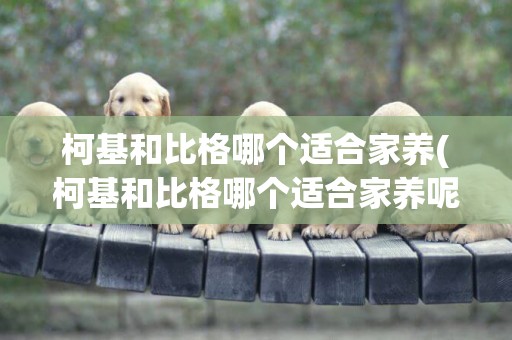 柯基和比格哪個適合家養(柯基和比格哪個適合家養呢)