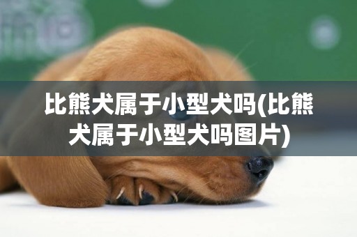 比熊犬屬于小型犬嗎(比熊犬屬于小型犬嗎圖片)