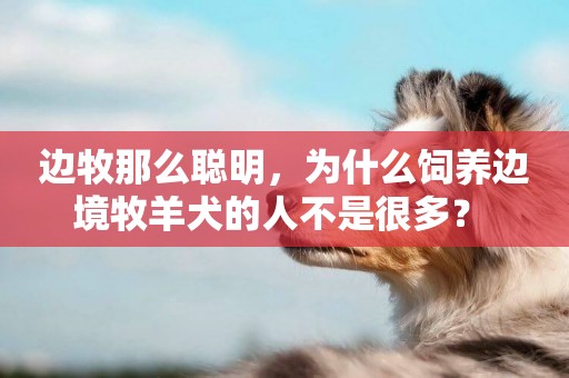邊牧那么聰明，為什么飼養邊境牧羊犬的人不是很多？ 