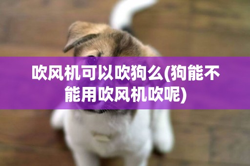 吹風機可以吹狗么(狗能不能用吹風機吹呢)
