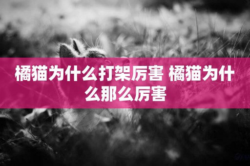 橘貓為什么打架厲害 橘貓為什么那么厲害