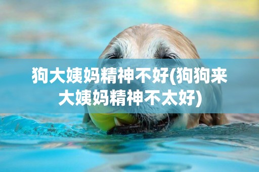 狗大姨媽精神不好(狗狗來大姨媽精神不太好)