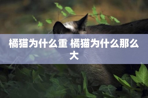 橘貓為什么重 橘貓為什么那么大