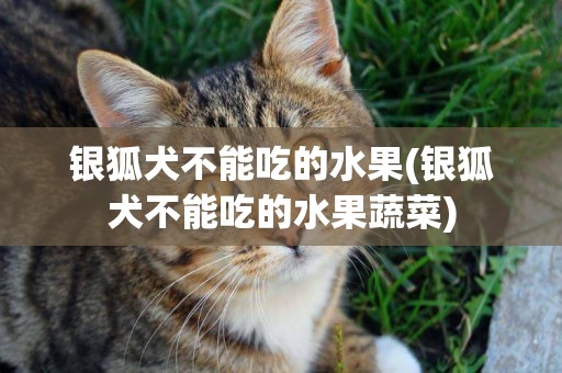 銀狐犬不能吃的水果(銀狐犬不能吃的水果蔬菜)