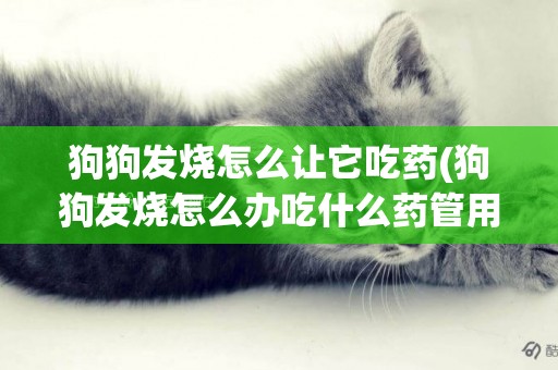狗狗發燒怎么讓它吃藥(狗狗發燒怎么辦吃什么藥管用)