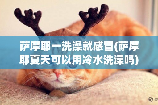 薩摩耶一洗澡就感冒(薩摩耶夏天可以用冷水洗澡嗎)