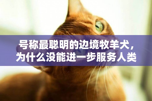 號稱最聰明的邊境牧羊犬，為什么沒能進一步服務人類？ 