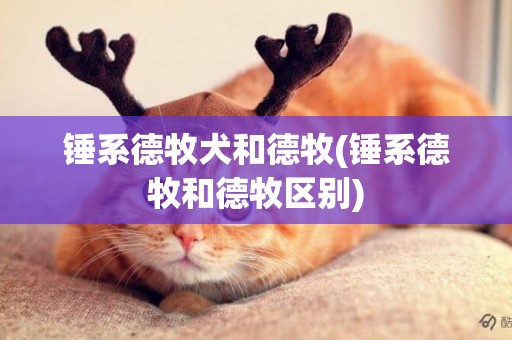 錘系德牧犬和德牧(錘系德牧和德牧區別)
